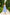 Chiara Sky-Blue Strappy Backless Midi Dress