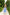 Chiara Sky-Blue Strappy Backless Midi Dress