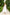 Chiara White Strappy Backless Midi Dress