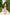 Chiara Dusty Pink Strappy Backless Midi Dress