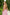 Chiara Dusty Pink Strappy Backless Midi Dress