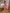 Camilla Dusty-Pink Square Neck Puff-Sleeve Midi Dress
