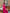 Adriana Crimson Puff-Sleeve Bustier Midi Dress