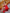 Adriana Red Strapless V-Neck Culotte Jumpsuit