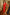Eleonora Red Sweetheart Bow Shoulder Midi Dress
