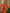Eleonora Red Sweetheart Bow Shoulder Midi Dress