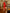 Eleonora Red Sweetheart Bow Shoulder Midi Dress