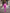 Adriana Fuchsia Double-Breasted Two-Piece Suit