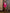 Adriana Crimson Cropped Jacket Asymmetric Skirt Two-Piece Suit