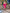 Beatrice Fuchsia Puff Sleeve Mini Prom Dress