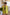 Adriana Green Casual Short Suit Two-Piece