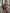 Aurora Purple Russian-Satin Puff Sleeve Midi Dress