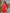 Camilla Red Backless Puff Sleeve Mini Dress