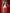 Adriana Red Belted Wide-Leg Suit Two-Piece