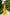 Chiara Mustard Single-Breasted Wide-Leg Suit Two-Piece