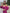 Aurora Fuchsia Puffed Sleeve Midi Prom Dress
