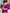 Aurora Fuchsia Puffed Sleeve Midi Prom Dress