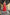 Beatrice Coral Sleeveless Corseted Midi Dress