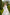 Adriana White Tiered Lace Belted Midi Dress