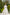 Adriana White Tiered Lace Belted Midi Dress
