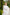 Adriana White Tiered Lace Belted Midi Dress
